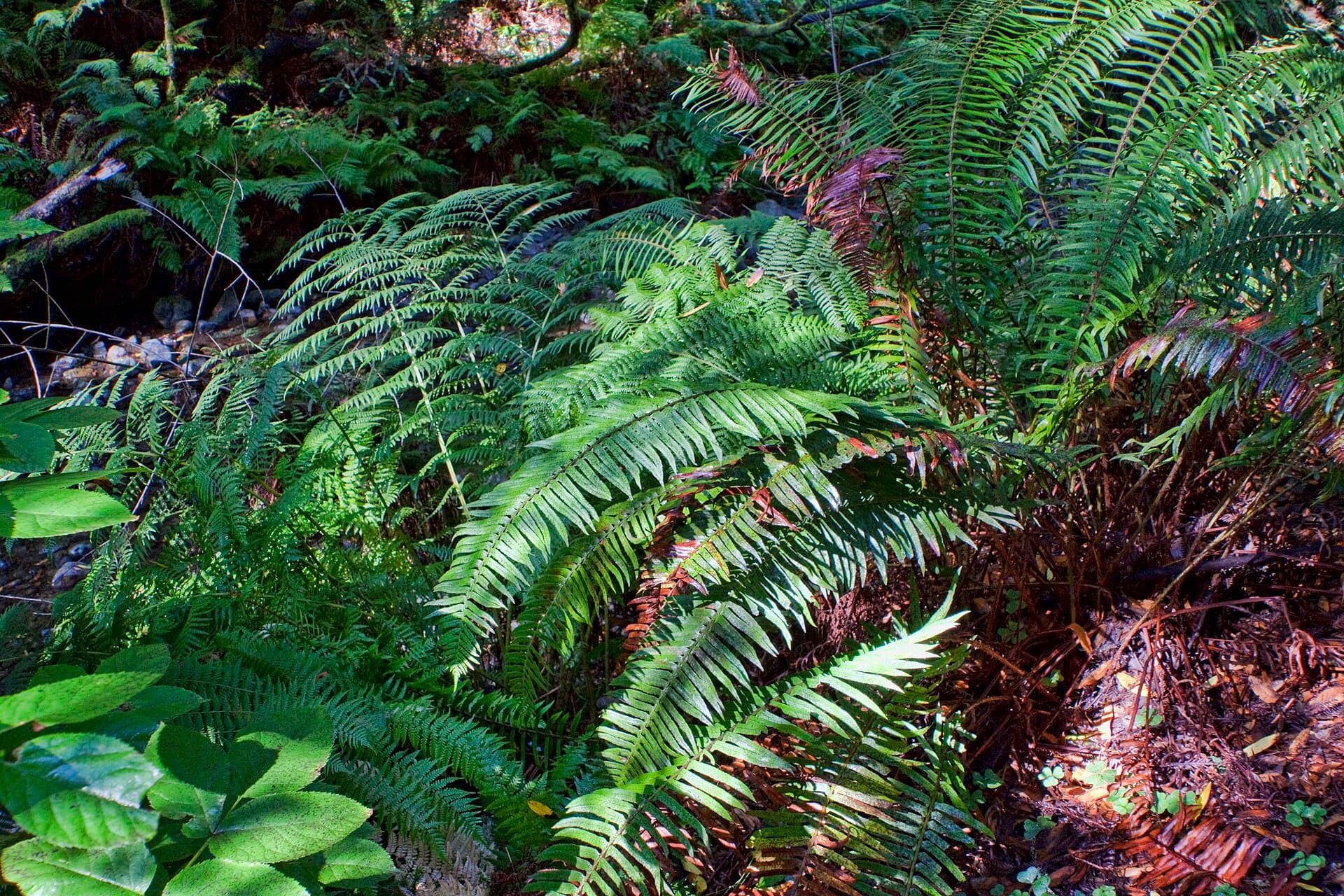 Sword ferns thriving in the shade beneath the redwoods