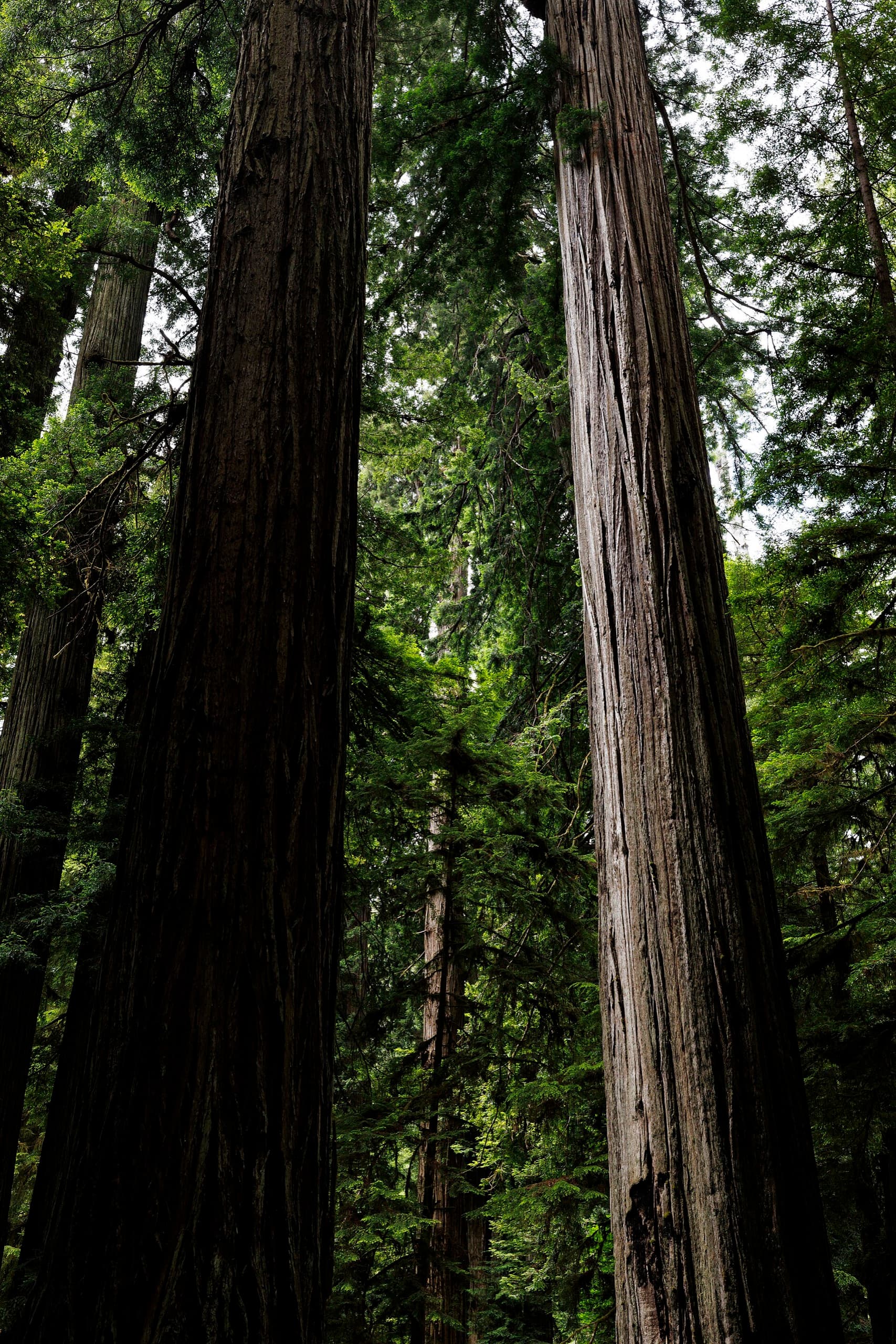 Two redwoods rising straight up like columns into the canopy