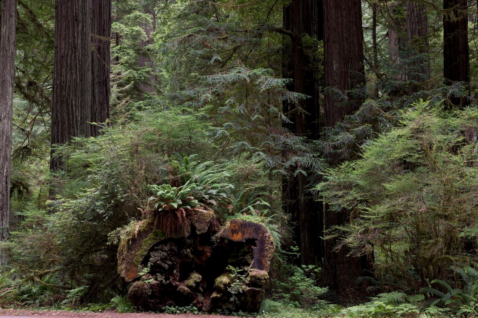 Ferns and moss rising again from the hollow of a fallen giant