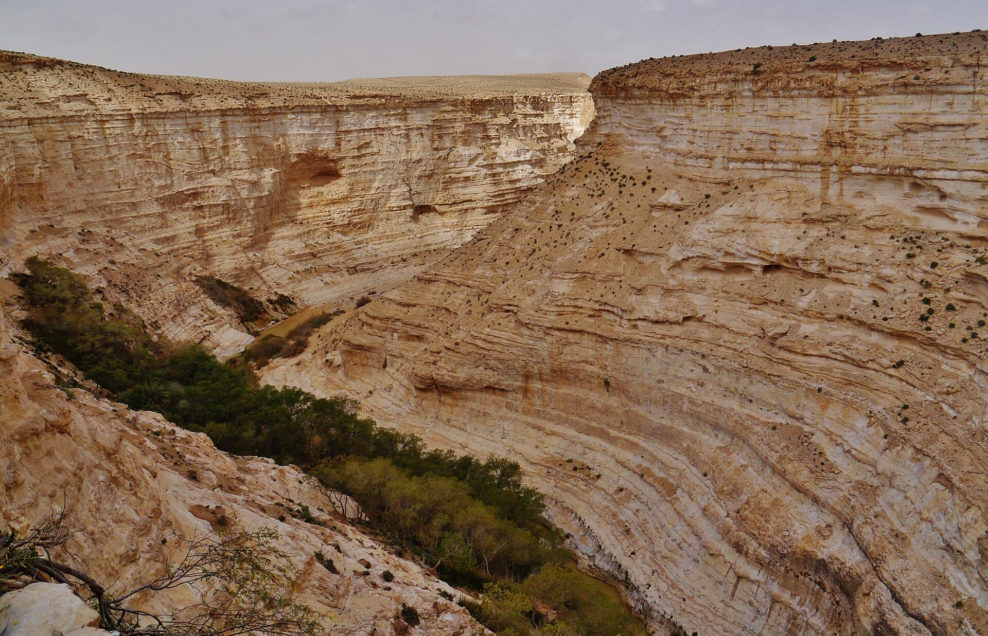 Water pooled on the floor of a white limestone canyon, a green oasis