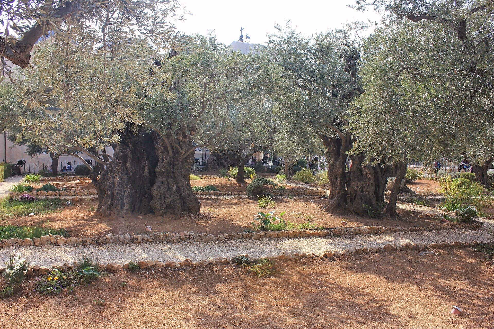 Ancient olive trees in the Garden of Gethsemane