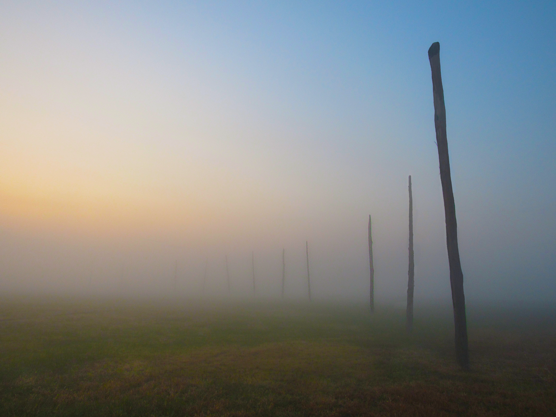 The wooden posts of Cahokia's Woodhenge in the dawn mist