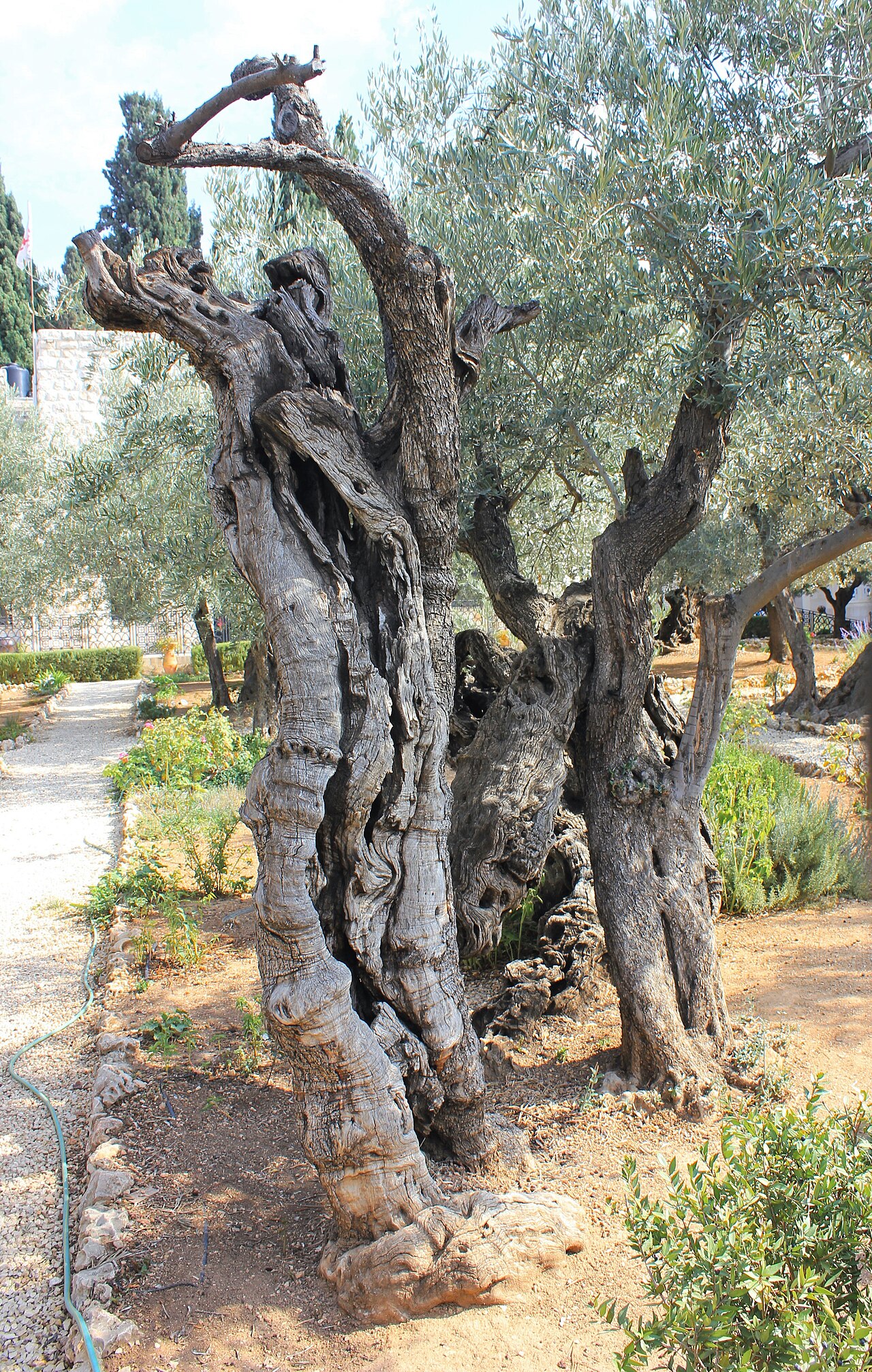 The twisted trunk of an ancient olive tree