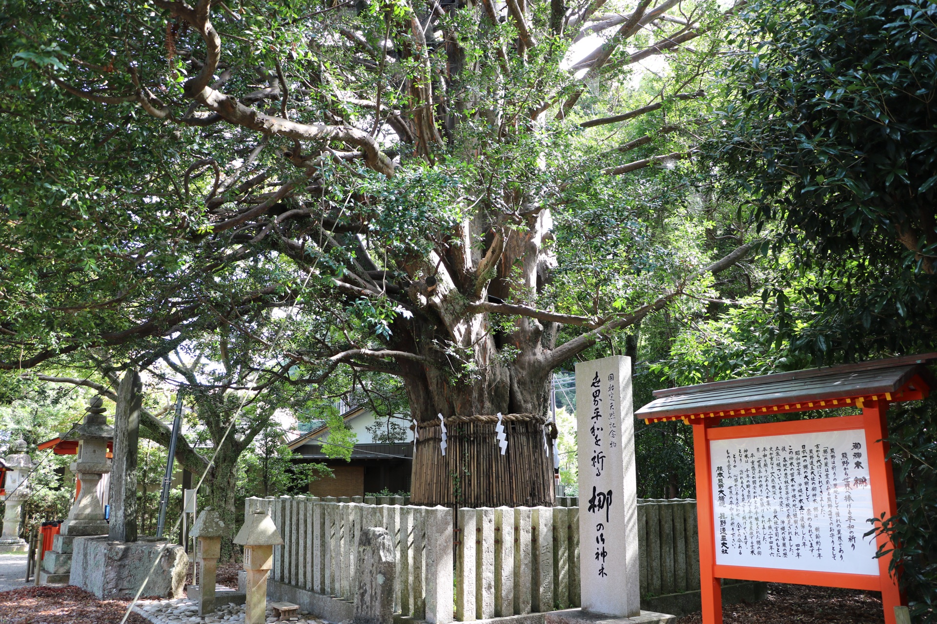 The great thousand-year nagi tree girded with a sacred rope