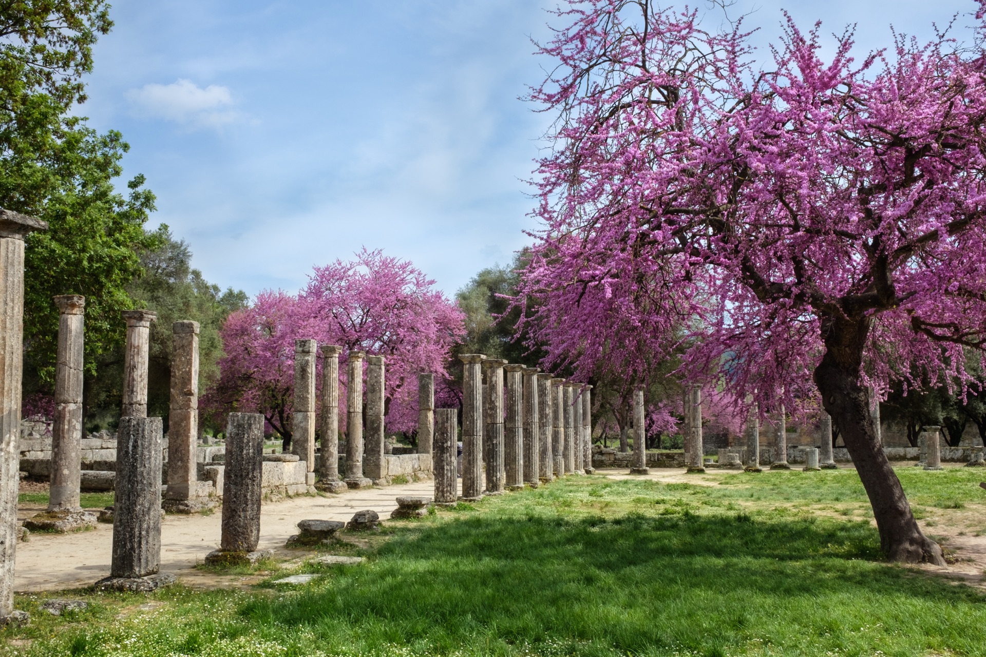 The columns of the Olympia palaestra amid pink Cercis blossoms in spring
