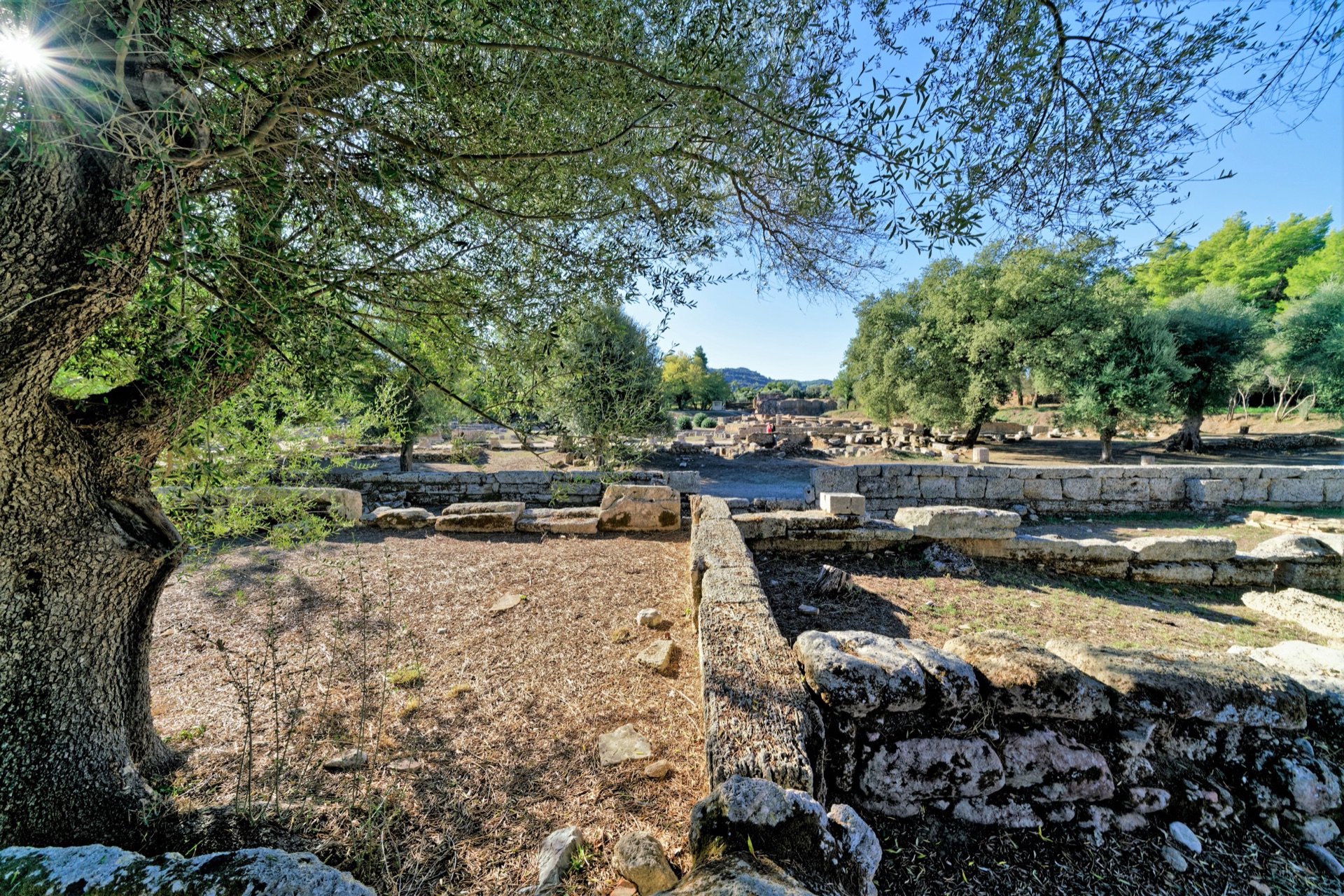 A giant column drum of the Temple of Zeus lying among olive trees, sunlight bursting above