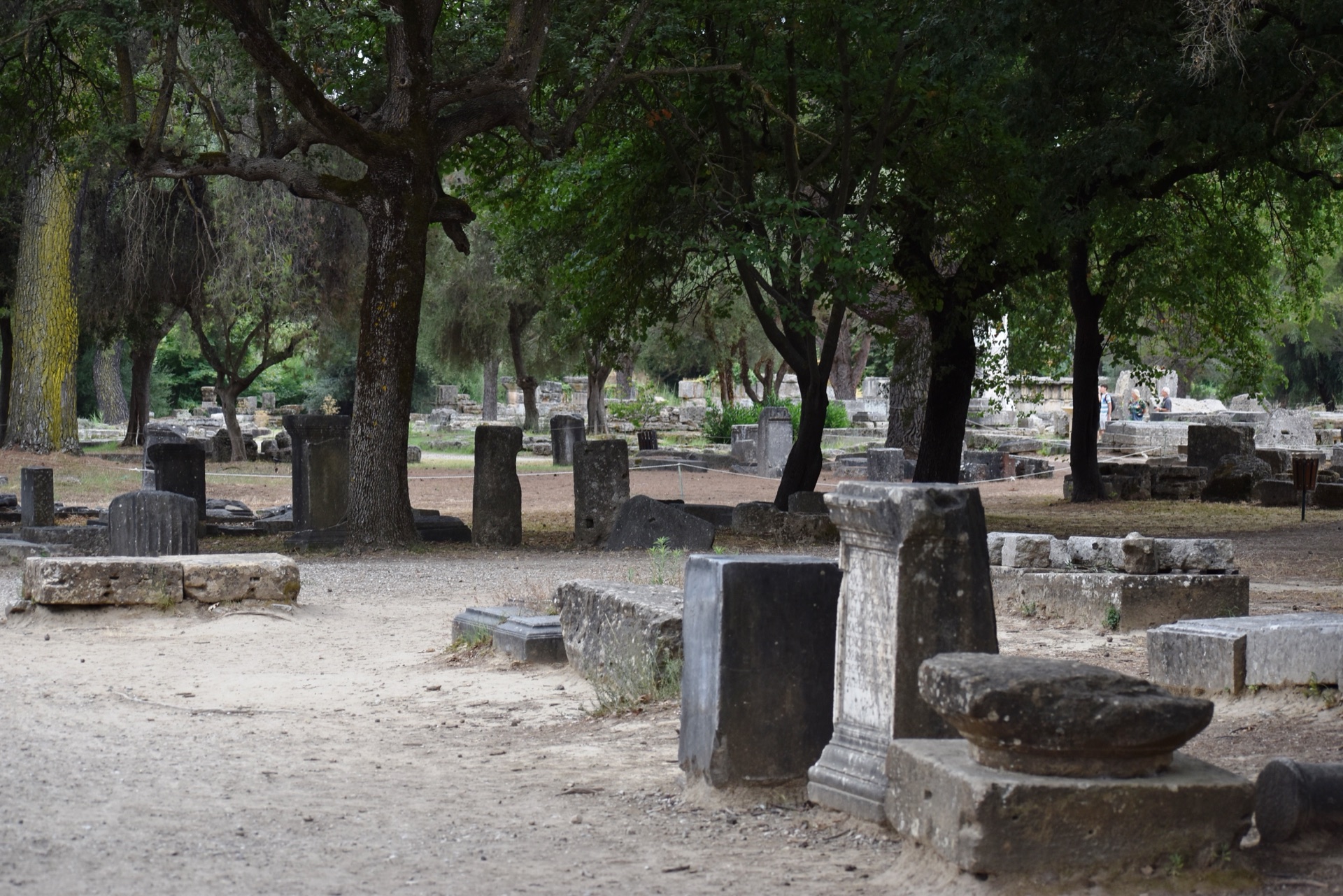 Ancient column drums and foundation stones scattered among the trees of the Altis at Olympia