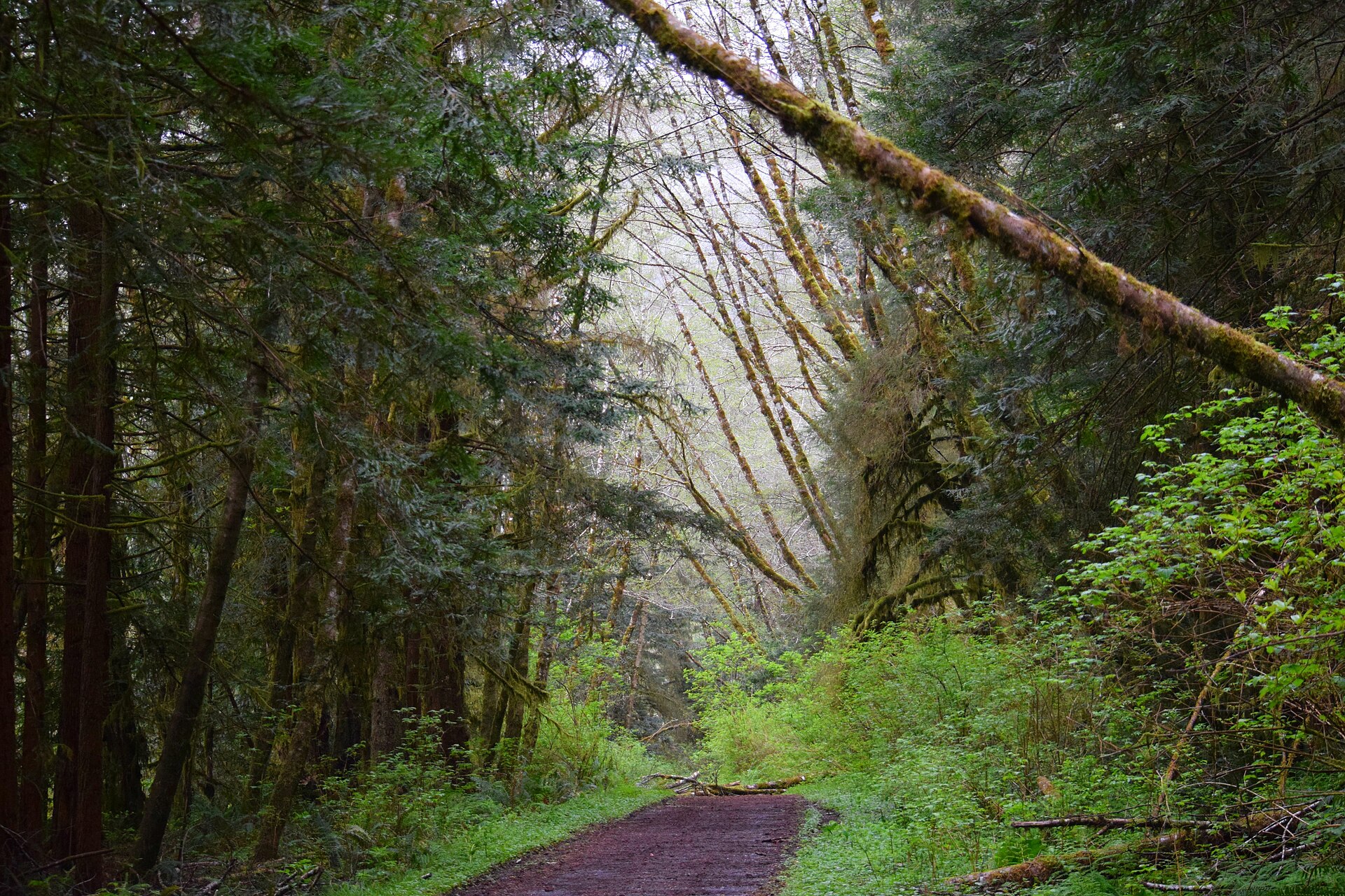 A forest path in the redwoods dissolving into fog