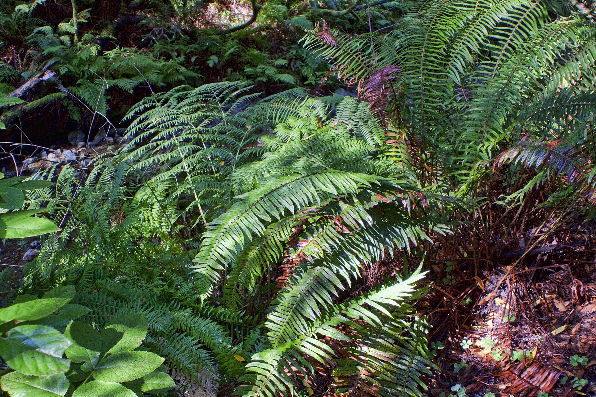 Sword ferns thriving in the shade beneath the redwoods