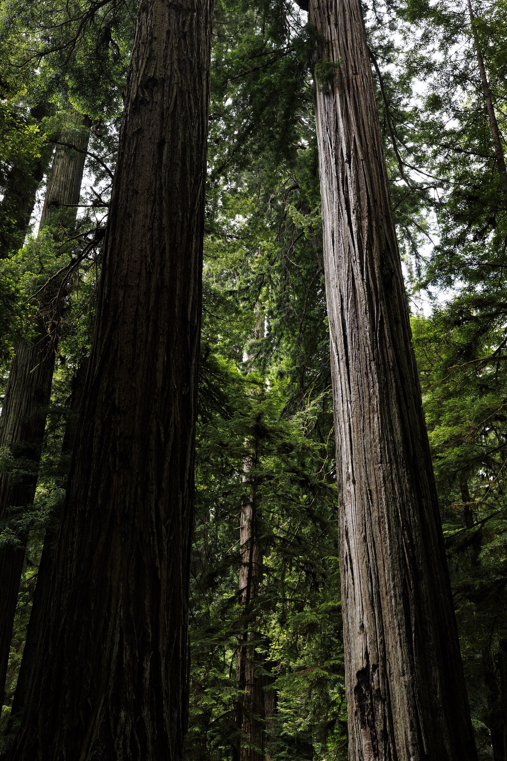 Two redwoods rising straight up like columns into the canopy