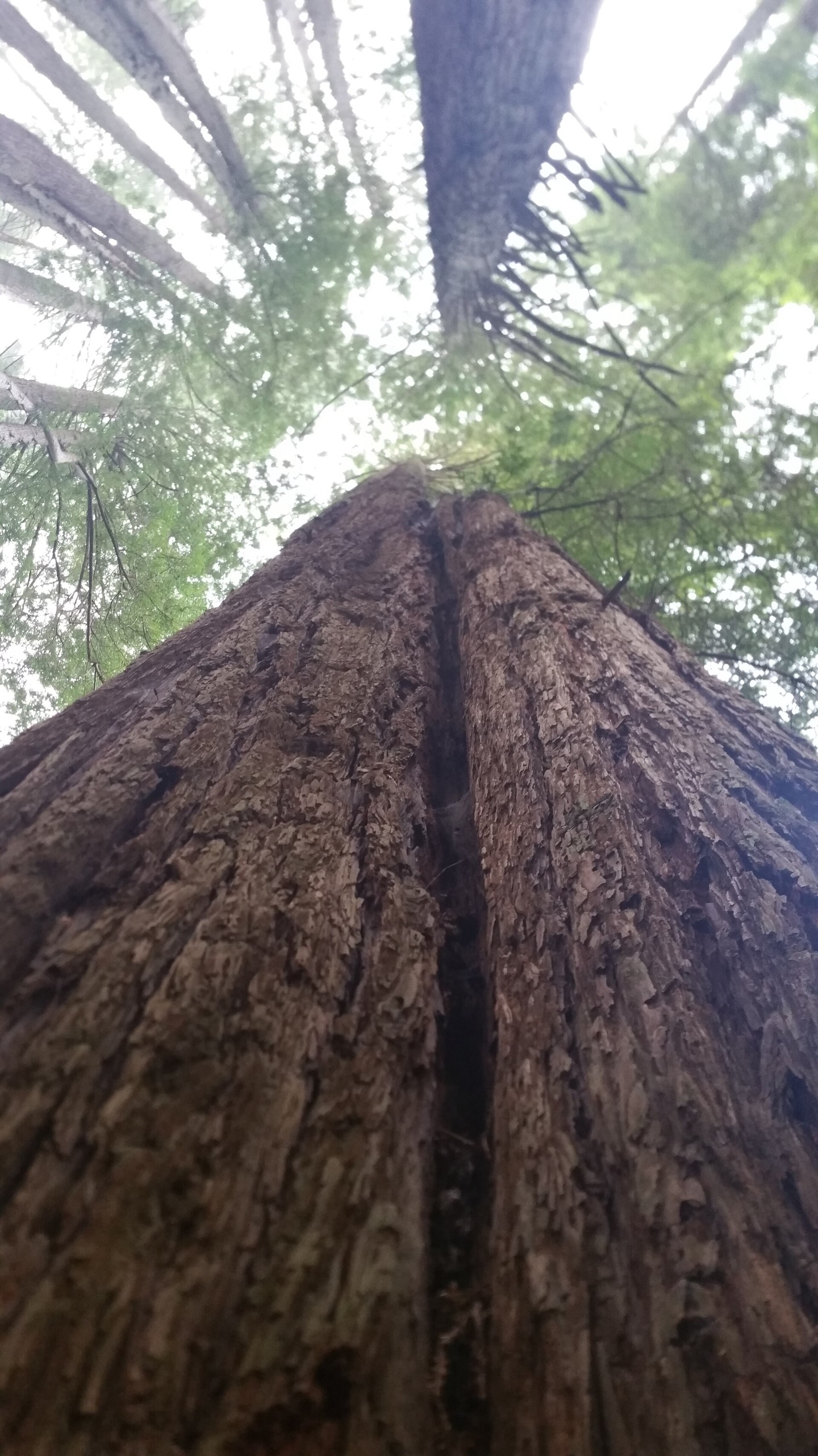 The furrowed red bark of a redwood soaring up to its crown