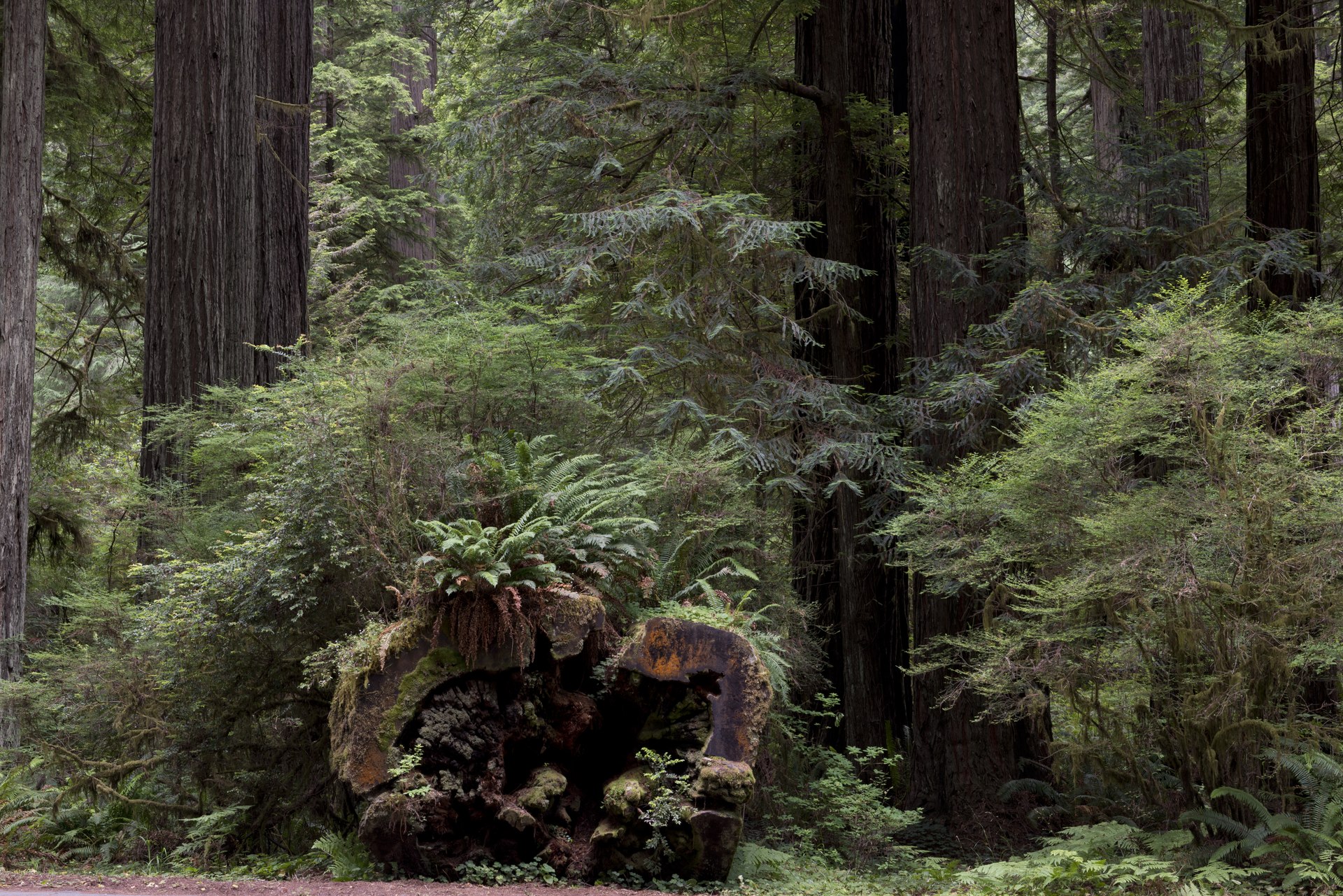 Ferns and moss rising again from the hollow of a fallen giant