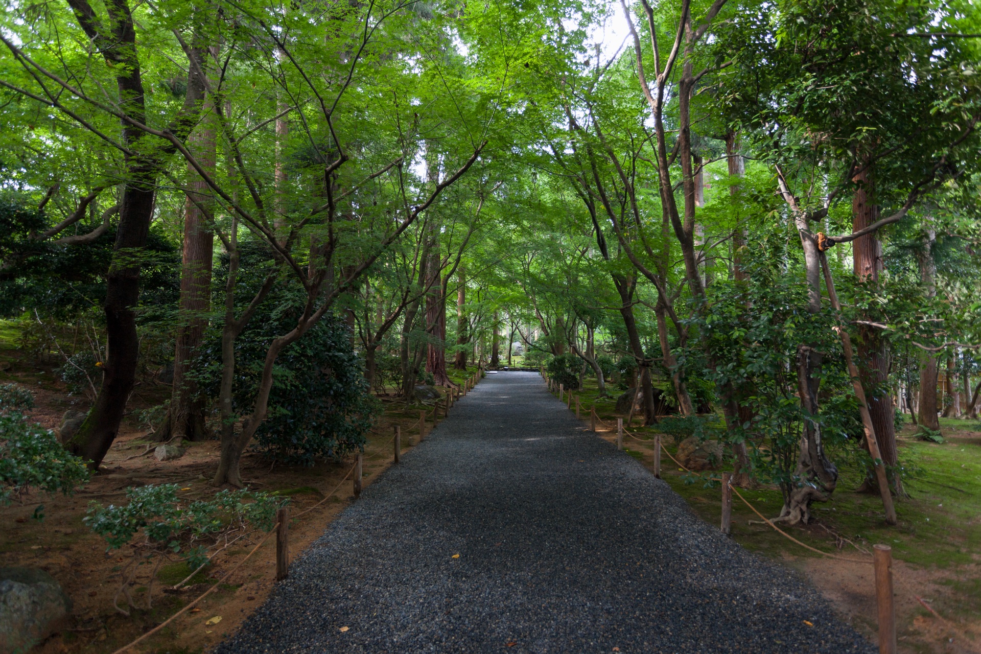 A green tree-lined approach path through the grounds of Ryōan-ji