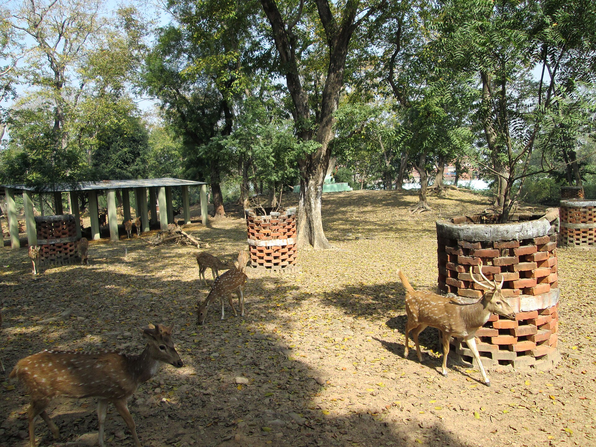 The Dhamek Stupa at Sarnath