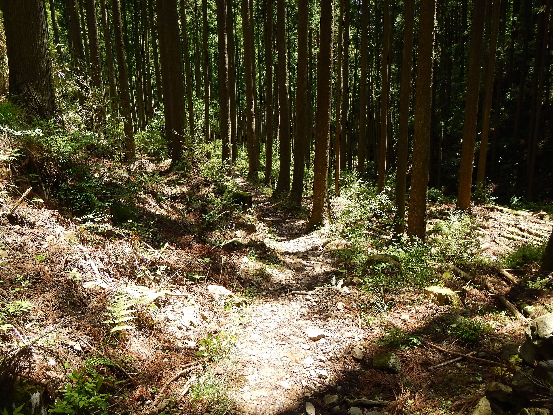 The cedar path of the Nakahechi climbing beyond the gate