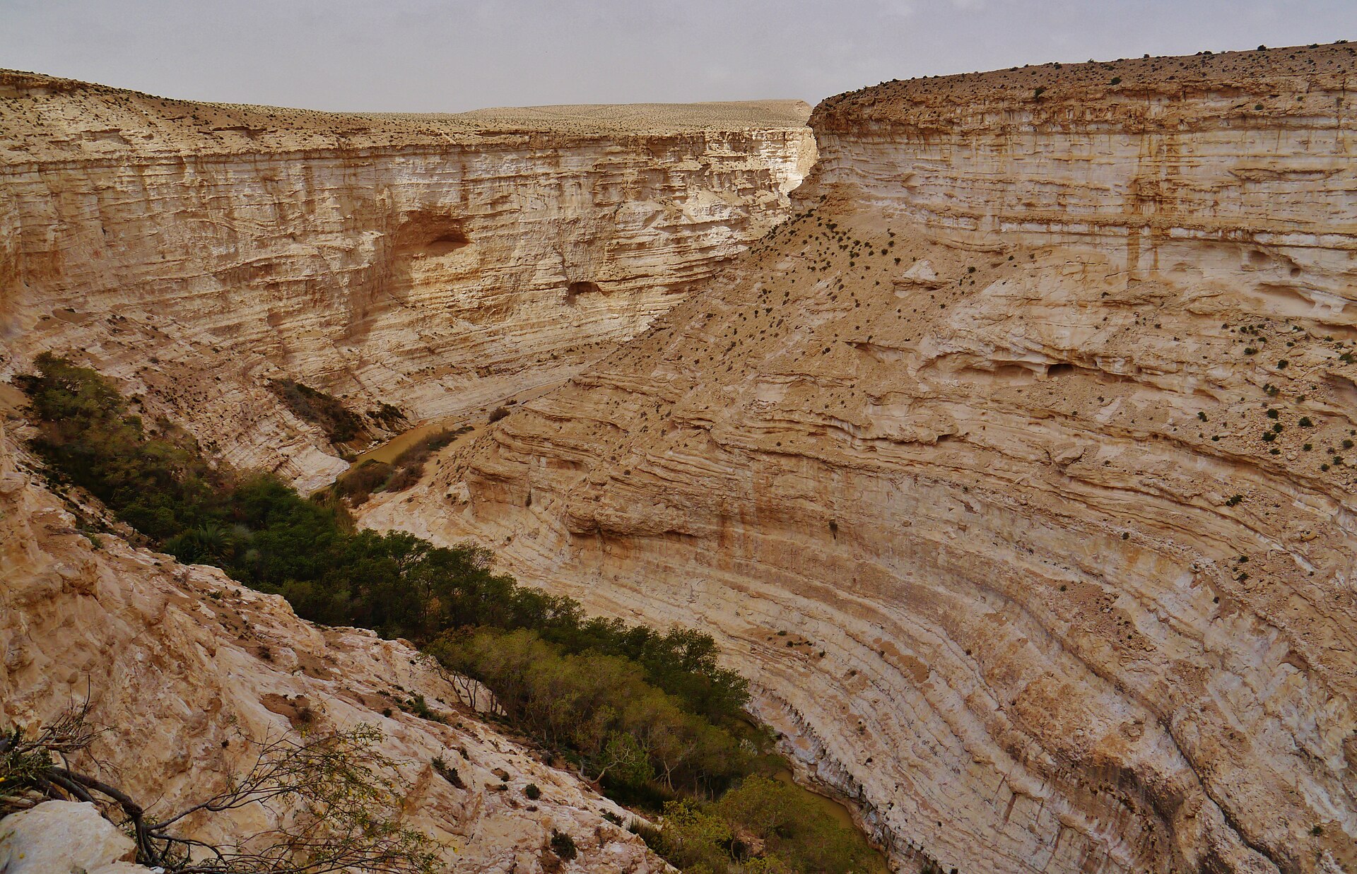 Water pooled on the floor of a white limestone canyon, a green oasis