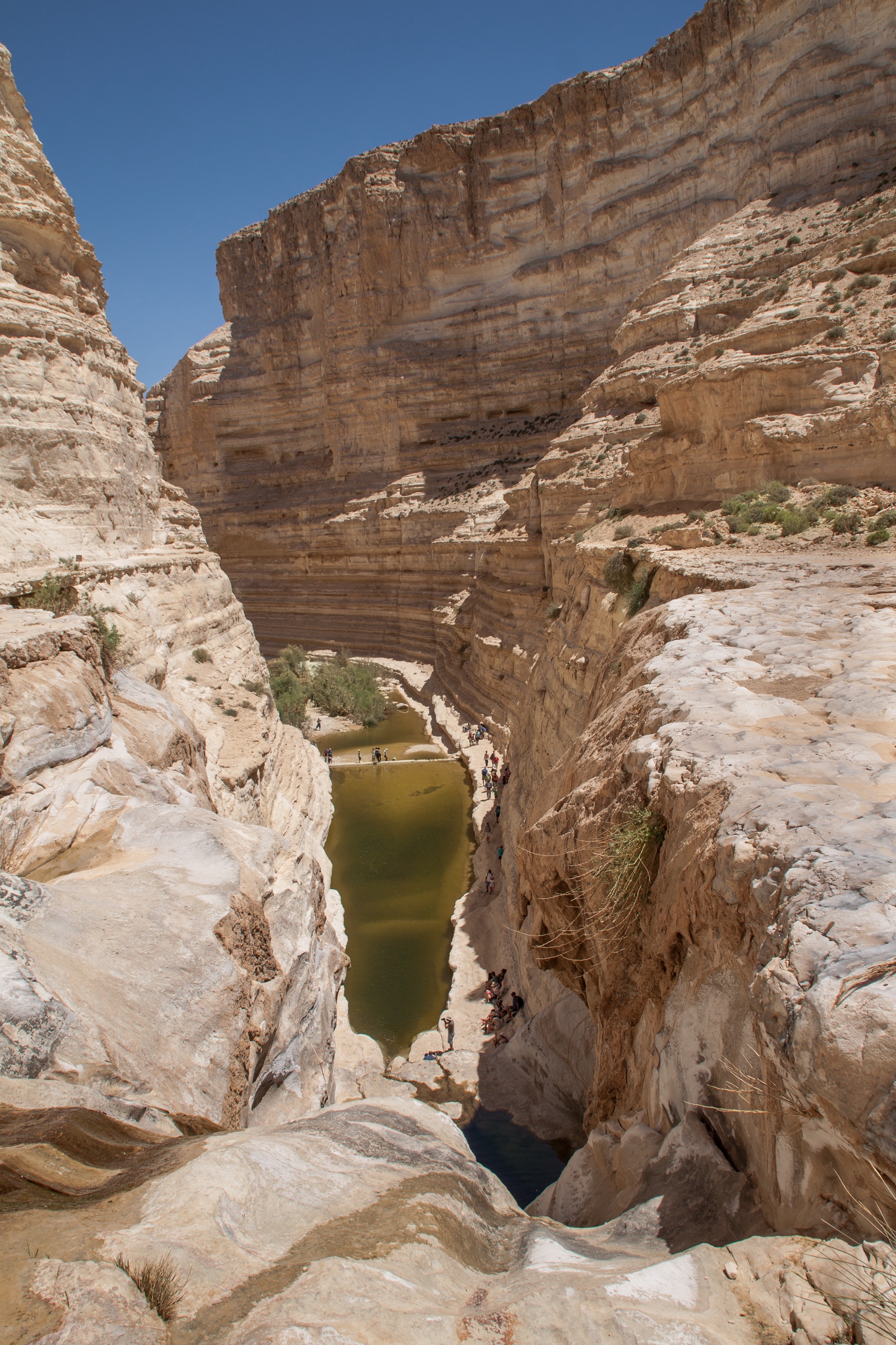 The Ein Avdat gorge seen from above — white cliffs and a green spring pool below